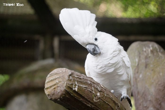 5月31日世界鸚鵡日，臺北市立動物園邀民眾認識鸚鵡魅力與保育危機